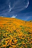 California poppies cover the hillsides in bright orange, just months after the area was devastated by wildfires. Del Dios, San Diego, California, USA. Image #20492