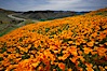 California poppies cover the hills in a brilliant springtime bloom.  Interstate 15 I-15 is seen in the distance. Elsinore, California, USA. Image #20494