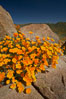 California poppies bloom amidst rock boulders. Elsinore, USA. Image #20495