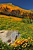 California poppies bloom in enormous fields cleared just a few months earlier by huge wildfires.  Burnt dead bushes are seen surrounded by bright poppies. Del Dios, San Diego, California, USA. Image #20496