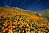 California poppies cover the hillsides in bright orange, just months after the area was devastated by wildfires. Del Dios, San Diego, California, USA. Image #20497