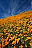 California poppies cover the hillsides in bright orange, just months after the area was devastated by wildfires. Del Dios, San Diego, California, USA. Image #20499
