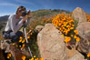 A photographer trains his camera on a bright orange bloom of California poppies. Elsinore, USA. Image #20503