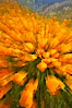 California poppies in a blend of rich orange color, blurred by a time exposure. Del Dios, San Diego, California, USA. Image #20506