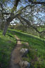 Oak tree and dirt walking path. Santa Rosa Plateau Ecological Reserve, Murrieta, California, USA. Image #20531