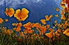 California poppy plants viewed from the perspective of a bug walking below the bright orange blooms. Del Dios, San Diego, California, USA. Image #20539