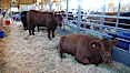 Cows in the livestock barn. Del Mar Fair, Del Mar, California, USA. Image #20858