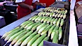 Grilled corn, corn cobs. Del Mar Fair, Del Mar, California, USA. Image #20863