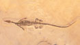 Freshwater lizard fossil, collected in Ceara, Brazil, dated 130 million years old. Image #20864
