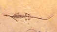 Freshwater lizard fossil, collected in Ceara, Brazil, dated 130 million years old. Image #20864