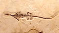 Freshwater lizard fossil, collected in Ceara, Brazil, dated 130 million years old. Image #20865