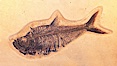 Fossil fish, collected in Green River Formation, Fossil Lake, Kemmerer, Wyoming, dated to the Eocene Era.  Order: Ellimmichyiformes: Family; Ellimmichthyidae; Diplomystus dentatus. Image #20866