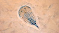 Trilobitomorph fossil, aglaspic, collected at Weeks Formation, Millard County, Utah. Phylum: Arthropoda; Class: Merostomata; Order: Aglaspida. Date to the Upper Middle Cambrian, Cenomanian Stage. Image #20867