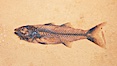 Fossil fish, collected at the Green River Formation, Kemmerer, Wyoming, dated to the Eocene Era.  Mioplosus are part of the perch family, predatory fishes. Image #20868