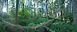 Cathedral Grove panorama, showing tall old-growth Douglas Fir trees. Cathedral Grove is home to huge, ancient, old-growth Douglas fir trees.  About 300 years ago a fire killed most of the trees in this grove, but a small number of trees survived and were the originators of what is now Cathedral Grove.  Western redcedar trees grow in adundance in the understory below the taller Douglas fir trees. Cathedral Grove, MacMillan Provincial Park, Vancouver Island, British Columbia, Canada. Image #21023