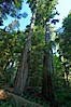 Ancient Douglas fir trees in Cathedral Grove.  Cathedral Grove is home to huge, ancient, old-growth Douglas fir trees.  About 300 years ago a fire killed most of the trees in this grove, but a small number of trees survived and were the originators of what is now Cathedral Grove.  Western redcedar trees grow in adundance in the understory below the taller Douglas fir trees. Cathedral Grove, MacMillan Provincial Park, Vancouver Island, British Columbia, Canada. Image #21025