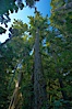 Ancient Douglas fir trees in Cathedral Grove.  Cathedral Grove is home to huge, ancient, old-growth Douglas fir trees.  About 300 years ago a fire killed most of the trees in this grove, but a small number of trees survived and were the originators of what is now Cathedral Grove.  Western redcedar trees grow in adundance in the understory below the taller Douglas fir trees. Cathedral Grove, MacMillan Provincial Park, Vancouver Island, British Columbia, Canada. Image #21026
