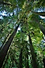 Ancient Douglas fir trees in Cathedral Grove.  Cathedral Grove is home to huge, ancient, old-growth Douglas fir trees.  About 300 years ago a fire killed most of the trees in this grove, but a small number of trees survived and were the originators of what is now Cathedral Grove.  Western redcedar trees grow in adundance in the understory below the taller Douglas fir trees. Cathedral Grove, MacMillan Provincial Park, Vancouver Island, British Columbia, Canada. Image #21027