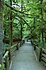 Footpath in Cathedral Grove.  Cathedral Grove is home to huge, ancient, old-growth Douglas fir trees.  About 300 years ago a fire killed most of the trees in this grove, but a small number of trees survived and were the originators of what is now Cathedral Grove.  Western redcedar trees grow in adundance in the understory below the taller Douglas fir trees. Cathedral Grove, MacMillan Provincial Park, Vancouver Island, British Columbia, Canada. Image #21028
