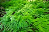 Ferns cover the forest floor of Cathedral Grove. Cathedral Grove, MacMillan Provincial Park, Vancouver Island, British Columbia, Canada. Image #21031