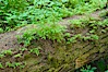 Nurse log.  A fallen Douglas fir tree provides a substrate for new seedlings to prosper and grow. Cathedral Grove, MacMillan Provincial Park, Vancouver Island, British Columbia, Canada. Image #21040