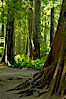 Western redcedar trees in Cathedral Grove.  Cathedral Grove is home to huge, ancient, old-growth Douglas fir trees.  About 300 years ago a fire killed most of the trees in this grove, but a small number of trees survived and were the originators of what is now Cathedral Grove.  Western redcedar trees grow in adundance in the understory below the taller Douglas fir trees. Cathedral Grove, MacMillan Provincial Park, Vancouver Island, British Columbia, Canada. Image #21044