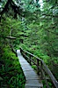 Rainforest Trail in Pacific Rim NP, one of the best places along the Pacific Coast to experience an old-growth rain forest, complete with western hemlock, red cedar and amabilis fir trees. Moss gardens hang from tree crevices, forming a base for many ferns and conifer seedlings. Rainforest Trail, Pacific Rim National Park, British Columbia, Canada. Image #21051
