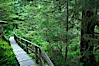 Rainforest Trail in Pacific Rim NP, one of the best places along the Pacific Coast to experience an old-growth rain forest, complete with western hemlock, red cedar and amabilis fir trees. Moss gardens hang from tree crevices, forming a base for many ferns and conifer seedlings. Rainforest Trail, Pacific Rim National Park, British Columbia, Canada. Image #21052