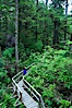 Hiker admires the temperate rainforest along the Rainforest Trail in Pacific Rim NP, one of the best places along the Pacific Coast to experience an old-growth rain forest, complete with western hemlock, red cedar and amabilis fir trees. Moss gardens hang from tree crevices, forming a base for many ferns and conifer seedlings. Rainforest Trail, Pacific Rim National Park, British Columbia, Canada. Image #21053