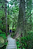 Hiker admires the temperate rainforest along the Rainforest Trail in Pacific Rim NP, one of the best places along the Pacific Coast to experience an old-growth rain forest, complete with western hemlock, red cedar and amabilis fir trees. Moss gardens hang from tree crevices, forming a base for many ferns and conifer seedlings. Rainforest Trail, Pacific Rim National Park, British Columbia, Canada. Image #21054