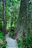 Rainforest Trail in Pacific Rim NP, one of the best places along the Pacific Coast to experience an old-growth rain forest, complete with western hemlock, red cedar and amabilis fir trees. Moss gardens hang from tree crevices, forming a base for many ferns and conifer seedlings. Rainforest Trail, Pacific Rim National Park, British Columbia, Canada. Image #21055