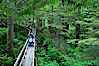 Hikers admire the temperate rainforest along the Rainforest Trail in Pacific Rim NP, one of the best places along the Pacific Coast to experience an old-growth rain forest, complete with western hemlock, red cedar and amabilis fir trees. Moss gardens hang from tree crevices, forming a base for many ferns and conifer seedlings. Rainforest Trail, Pacific Rim National Park, British Columbia, Canada. Image #21056