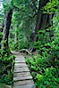 Rainforest Trail in Pacific Rim NP, one of the best places along the Pacific Coast to experience an old-growth rain forest, complete with western hemlock, red cedar and amabilis fir trees. Moss gardens hang from tree crevices, forming a base for many ferns and conifer seedlings. Rainforest Trail, Pacific Rim National Park, British Columbia, Canada. Image #21057