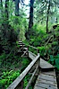 Rainforest Trail in Pacific Rim NP, one of the best places along the Pacific Coast to experience an old-growth rain forest, complete with western hemlock, red cedar and amabilis fir trees. Moss gardens hang from tree crevices, forming a base for many ferns and conifer seedlings. Rainforest Trail, Pacific Rim National Park, British Columbia, Canada. Image #21058