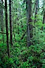 Rainforest Trail in Pacific Rim NP, one of the best places along the Pacific Coast to experience an old-growth rain forest, complete with western hemlock, red cedar and amabilis fir trees. Moss gardens hang from tree crevices, forming a base for many ferns and conifer seedlings. Rainforest Trail, Pacific Rim National Park, British Columbia, Canada. Image #21059