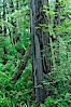 Rainforest Trail in Pacific Rim NP, one of the best places along the Pacific Coast to experience an old-growth rain forest, complete with western hemlock, red cedar and amabilis fir trees. Moss gardens hang from tree crevices, forming a base for many ferns and conifer seedlings. Rainforest Trail, Pacific Rim National Park, British Columbia, Canada. Image #21060