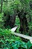 Rainforest Trail in Pacific Rim NP, one of the best places along the Pacific Coast to experience an old-growth rain forest, complete with western hemlock, red cedar and amabilis fir trees. Moss gardens hang from tree crevices, forming a base for many ferns and conifer seedlings. Rainforest Trail, Pacific Rim National Park, British Columbia, Canada. Image #21061