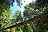 Capilano Suspension Bridge, 140 m (450 ft) long and hanging 70 m (230 ft) above the Capilano River.  The two pre-stressed steel cables supporting the bridge are each capable of supporting 45,000 kgs and together can hold about 1300 people. Capilano Suspension Bridge, Vancouver, British Columbia, Canada. Image #21145
