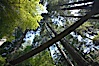 Suspension bridge in forest of Douglas fir and Western hemlock trees. Capilano Suspension Bridge, Vancouver, British Columbia, Canada. Image #21148