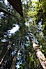 Douglas fir and Western hemlock trees reach for the sky in a British Columbia temperate rainforest. Capilano Suspension Bridge, Vancouver, British Columbia, Canada. Image #21149