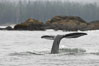 Gray whale, raising its fluke (tail) before diving to the ocean floor to forage for crustaceans, , Cow Bay, Flores Island, near Tofino, Clayoquot Sound, west coast of Vancouver Island. British Columbia, Canada. Image #21173
