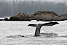 Gray whale, raising its fluke (tail) before diving to the ocean floor to forage for crustaceans, , Cow Bay, Flores Island, near Tofino, Clayoquot Sound, west coast of Vancouver Island. Cow Bay, Flores Island, British Columbia, Canada. Image #21173