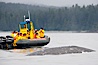 Gray whale dorsal ridge (back) at the surface in front of a boat full of whale watchers, Cow Bay, Flores Island, near Tofino, Clayoquot Sound, west coast of Vancouver Island. Cow Bay, Flores Island, British Columbia, Canada. Image #21180