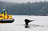 Gray whale raising its fluke (tail) in front of a boat of whale watchers before diving to the ocean floor to forage for crustaceans, Cow Bay, Flores Island, near Tofino, Clayoquot Sound, west coast of Vancouver Island. Cow Bay, Flores Island, British Columbia, Canada. Image #21184