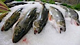 Fresh salmon on ice at the Public Market, Granville Island, Vancouver. Granville Island, Vancouver, British Columbia, Canada. Image #21200