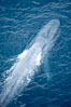 Blue whale, swimming through the open ocean. La Jolla, California, USA. Image #21248