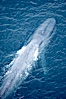 Blue whale, swimming through the open ocean. La Jolla, California, USA. Image #21248