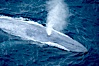 Blue whale, exhaling in a huge blow as it swims at the surface between deep dives.  The blue whale's blow is a combination of water spray from around its blowhole and condensation from its warm breath. La Jolla, California, USA. Image #21249