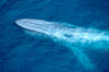 Blue whale. The sleek hydrodynamic shape of the enormous blue whale allows it to swim swiftly through the ocean, at times over one hundred miles in a single day. La Jolla, California, USA. Image #21250