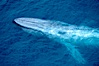 Blue whale. The sleek hydrodynamic shape of the enormous blue whale allows it to swim swiftly through the ocean, at times over one hundred miles in a single day. La Jolla, California, USA. Image #21250